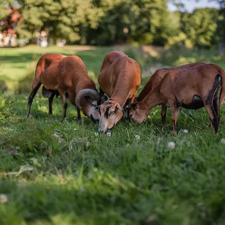 Gutshaus Mecklenburgische Seenplatte Müritz Hotel